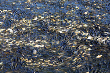 Carp in the fish pond are competing for bait. It's a very jubilant scene in North China