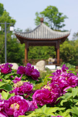 Early spring scenery of East Lake Peony Garden in Wuhan, Hubei