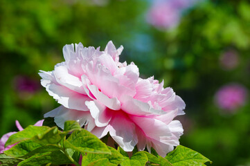Early spring scenery of East Lake Peony Garden in Wuhan, Hubei