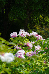 Early spring scenery of East Lake Peony Garden in Wuhan, Hubei