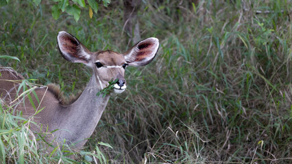 a kudu cow browsing on leaves