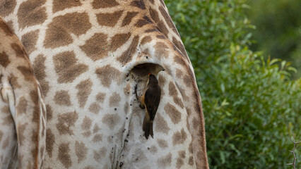 a red-billed oxpecker feeding on ticks off a giraffe