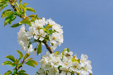 branches of a cherry tree with white flowers against the sky. spring garden.