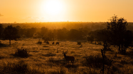 early morning silhouette of an impala