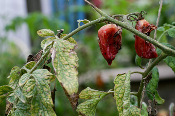 Fungal diseases of tomatoes Late blight is one of the most dangerous diseases