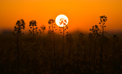 Blooming yellow rapeseed field close up photo of the flower during a beautiful spring sunrise. Agriculture and biotechnology industry. Rapeseed is used to produce colza oil.