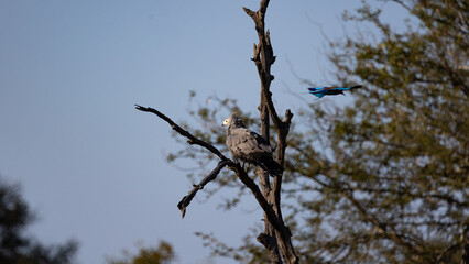 African harrier-hawk perched in a tree