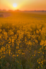 Obraz premium Blooming yellow rapeseed field close up photo of the flower during a beautiful spring sunrise. Agriculture and biotechnology industry. Rapeseed is used to produce colza oil.