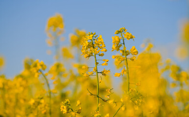 Obraz premium Blooming yellow rapeseed against a blue sky sunny spring day. Agriculture and biotechnology industry. Rapeseed is used to produce colza oil.