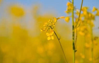 Obraz premium Blooming yellow rapeseed against a blue sky sunny spring day. Agriculture and biotechnology industry. Rapeseed is used to produce colza oil.