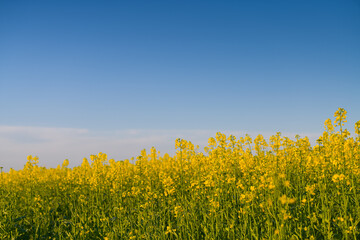 Blooming yellow rapeseed against a blue sky sunny spring day. Agriculture and biotechnology industry. Rapeseed is used to produce colza oil.