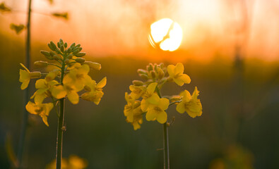 Blooming yellow rapeseed field close up photo of the flower during a beautiful spring sunrise. Agriculture and biotechnology industry. Rapeseed is used to produce colza oil. - obrazy, fototapety, plakaty