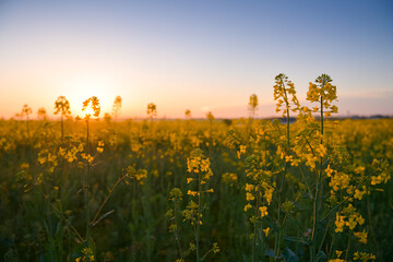 Blooming yellow rapeseed field wide view photographed during a beautiful spring sunrise....