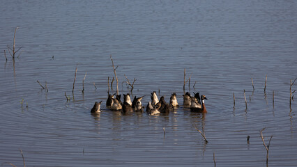 White-faced whistling ducks diving for food