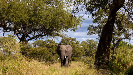 Fototapeta premium African elephant bull between large trees