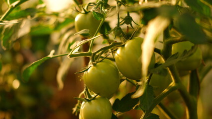 Young tomatoes hanging on the branches with green leaves background