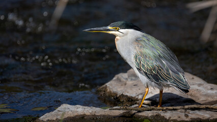 green-backed heron at a waterhole