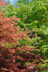 Spring scenery of Yellow Crane Tower Park in Wuhan, Hubei