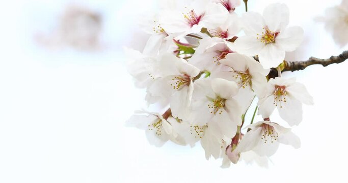 Cherry blossoms swaying in the spring breeze