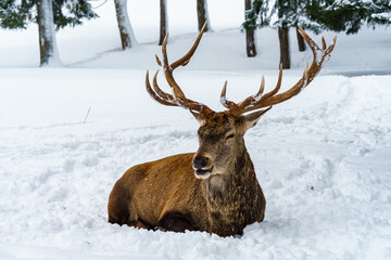 Hirsch liegt im Schnee