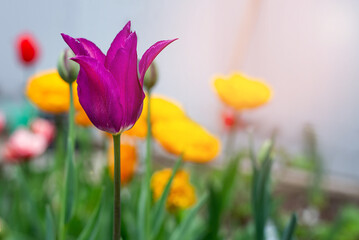 tulips in the garden. first spring flowers in nature in the park