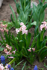 Obraz premium spring flowers in the garden. the plant looks like a bell