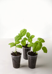 Young seedlings of basil isolated on a white background. Ecological home growing of basil seedlings in winter and early spring. Reuse of disposable plastic tableware