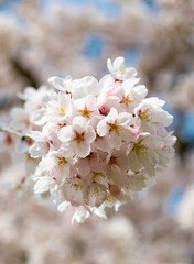 sakura beautiful flower on branch of tree, selective focus. macro nature