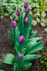 tulips in the garden. first spring flowers in nature in the park