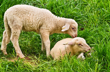 Naklejka na ściany i meble Closeup portrait of very cute, flurry wooly white lambs in the green grass