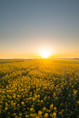 Obraz premium Blooming yellow rapeseed field aerial drone view photographed during a beautiful spring sunrise. Agriculture and biotechnology industry. Rapeseed is used to produce colza oil.