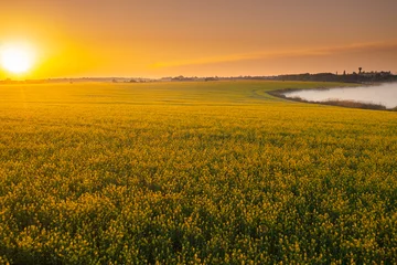 Tuinposter Blooming yellow rapeseed field aerial drone view photographed during a beautiful spring sunrise. Agriculture and biotechnology industry. Rapeseed is used to produce colza oil. © Dragoș Asaftei