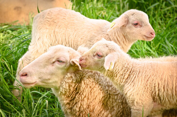 Closeup portrait of very cute, flurry wooly white lambs in the green grass