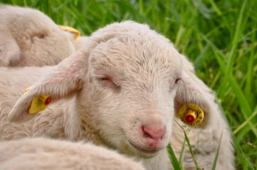 Closeup portrait of a  very cute, flurry wooly white lamb in the green grass