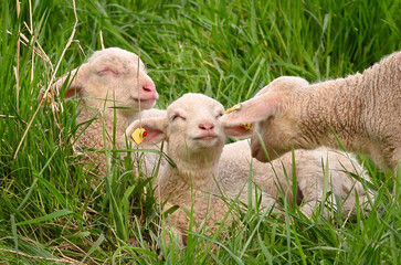 Closeup portrait of very cute, flurry wooly white lambs in the green grass