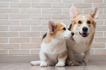 Pembroke corgi mom and puppy on the background of a brick wall. Dog family.