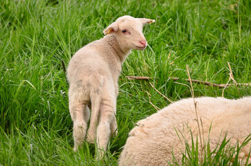 Naklejka na ściany i meble Closeup portrait of a very cute, flurry wooly white lamb in the green grass