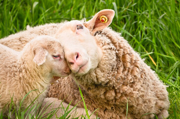 A very cute, flurry wooly white lamb with its mother in the green grass