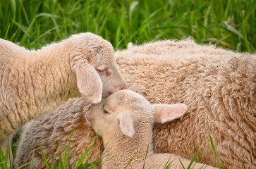 Closeup portrait of very cute, flurry wooly white lambs in the green grass