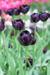 Bright purple tulips flowers close up. Selective focus. Spring or summer concept. Spring background. Greeting festive card