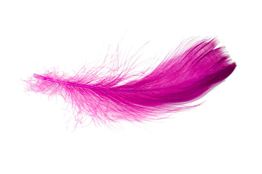 Pink elegant bird feather isolated on the white background