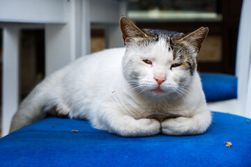 Street cat laying on a chair in a cafe in Turkey.