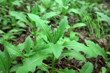Wild green plants in woodland, North China
