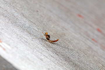Wild insects outdoors, close-up photos, North China