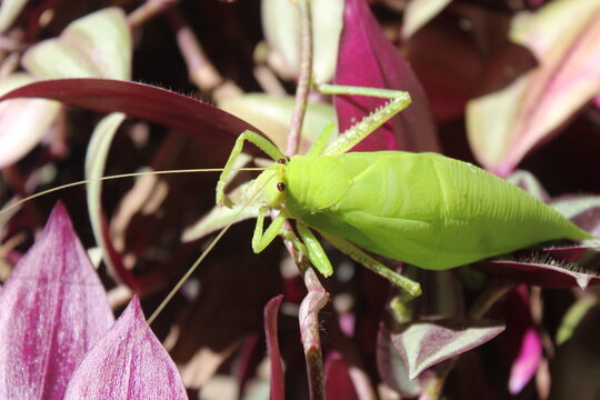 Leaf Katydids
 Subfamily Phaneropterinae