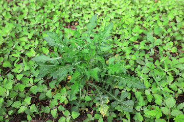 Obraz premium Wild green plants in woodland, North China