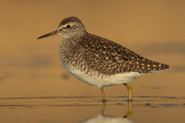 Obraz premium Wood sandpiper (Tringa glareola) closeup in the wetlands at sunset.