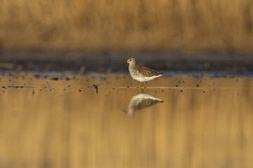 Wood sandpiper (Tringa glareola) searching food in the wetlands at sunset.