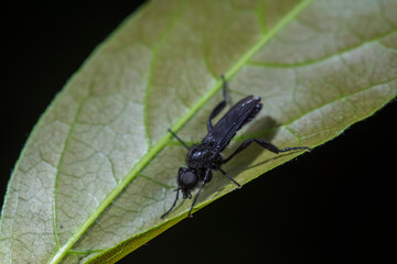 Fototapeta premium Wild insects outdoors, close-up photos, North China