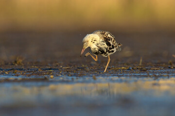 Ruff (Calidris pugnax) male scratching it's head in the wetlands.